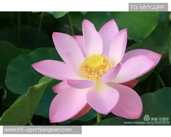 追梦之路：马克威廉姆斯的温和外表与不屈斗志的完美结合